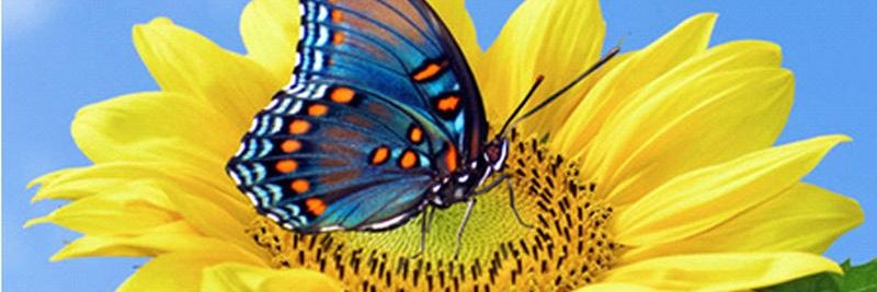 dopequi banner