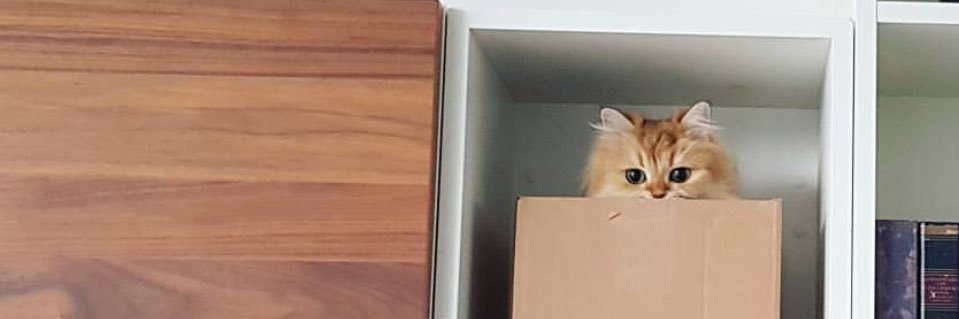 mikbelieve's profile banner image
