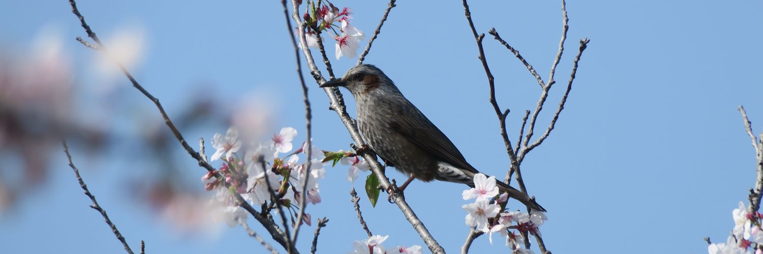 “ちゃっく”いぇーがー banner