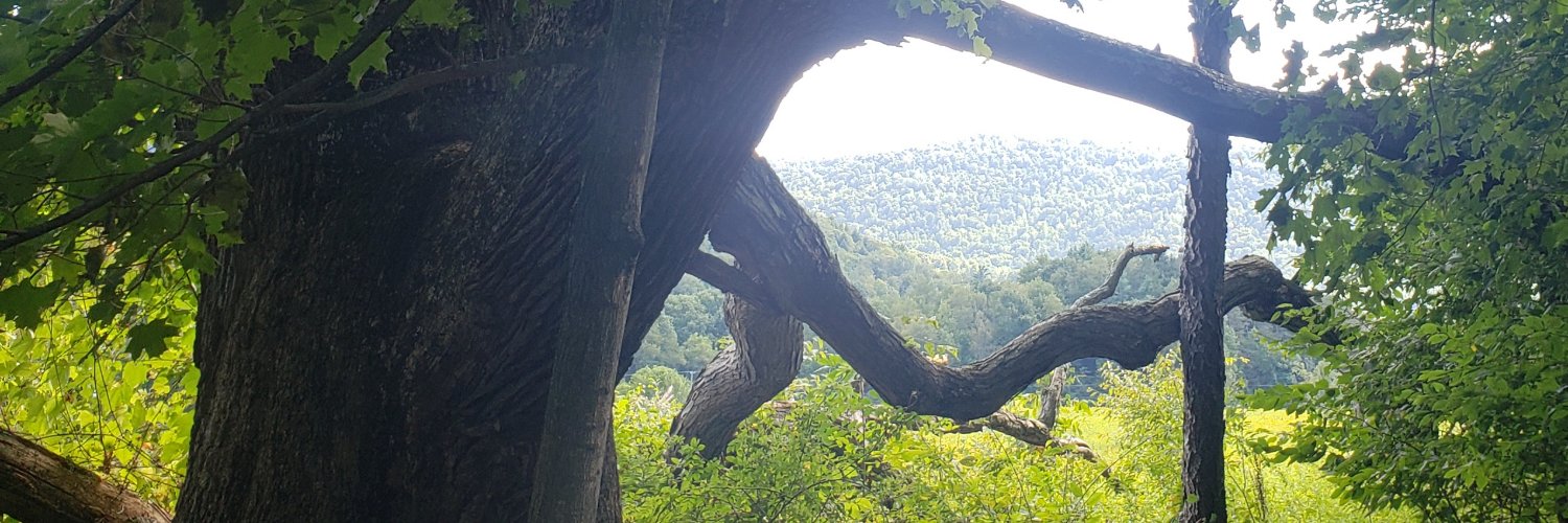 LAKauffman's profile banner image