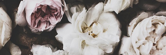 melisolshav's profile banner image