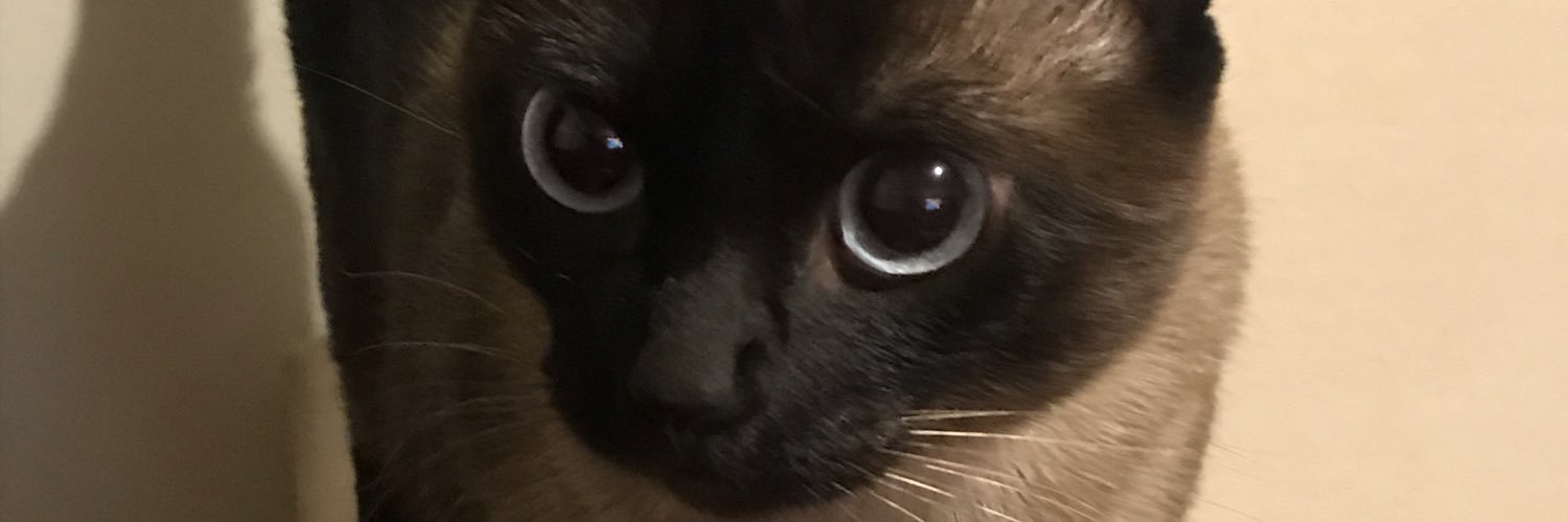 Débora Gutemberg✨️ banner