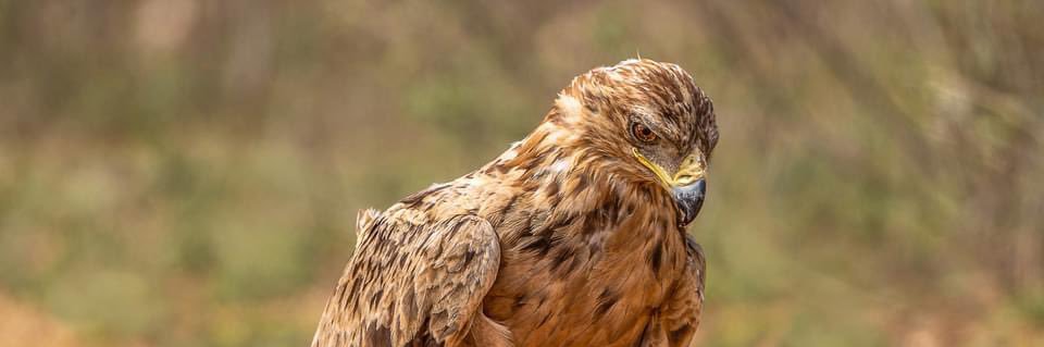 Darlington Musarurwa banner