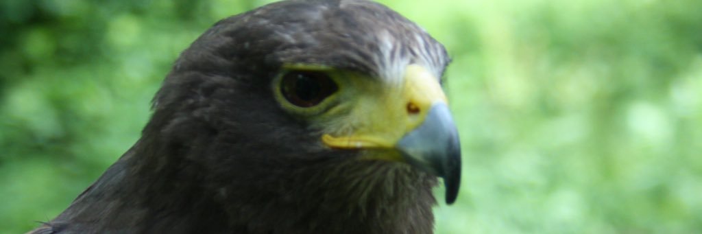 Chester0303's profile banner image