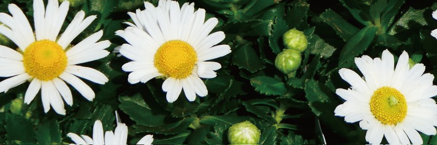 pecolllate's profile banner image