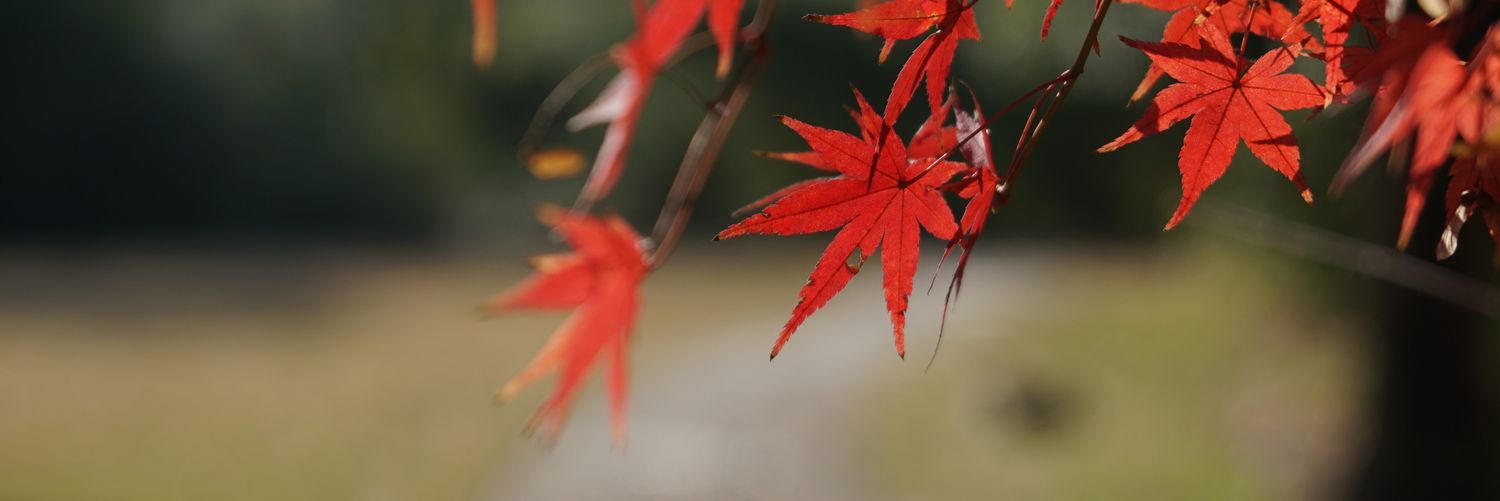 next_life's profile banner image