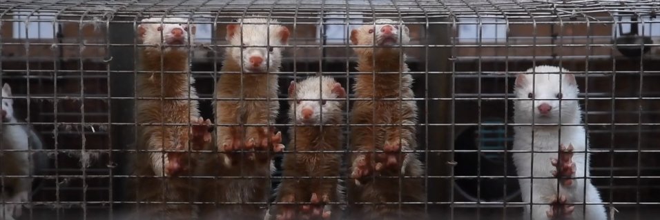 Respect for Animals banner