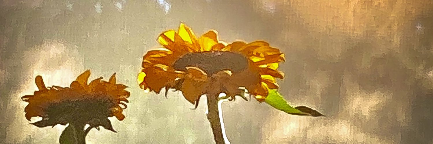aomorikendog's profile banner image