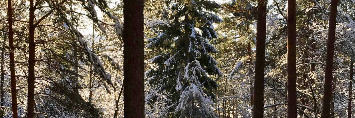 Øystein Johnsen banner