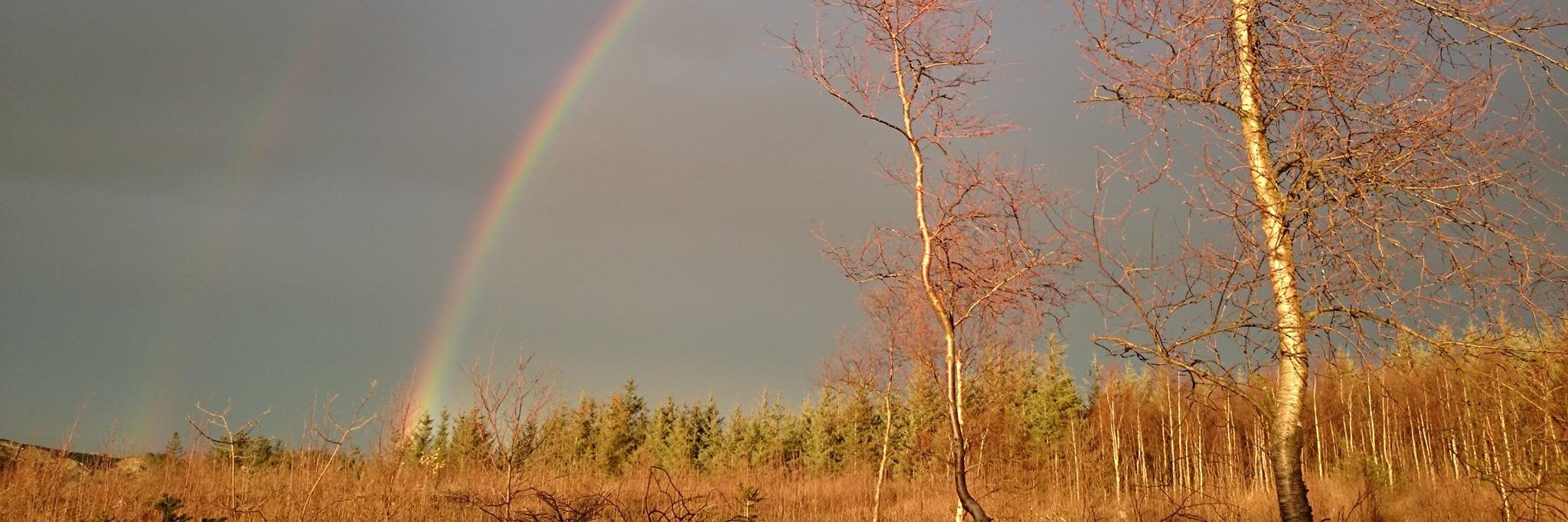 Edith Birgitte banner