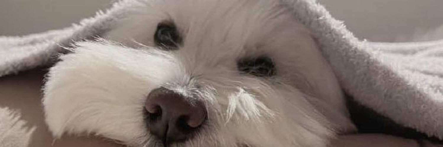 BootyShuntq2's profile banner image
