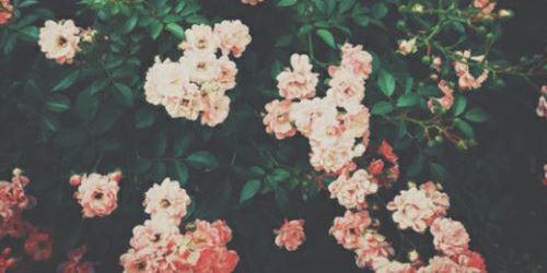 FlorRoose's profile banner image