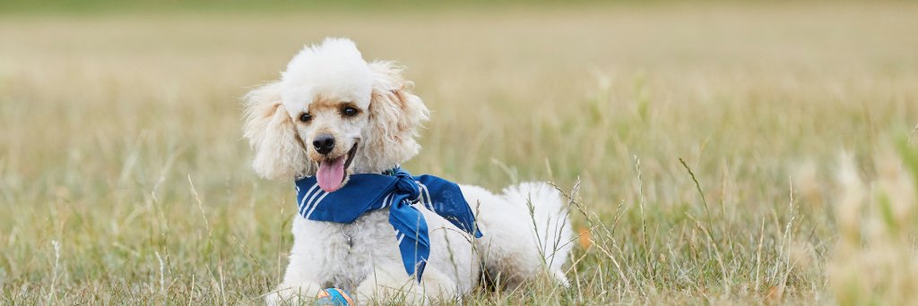 Andrew Nesbitt banner