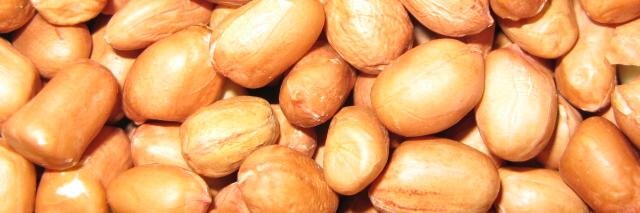 Wild Bird Food banner