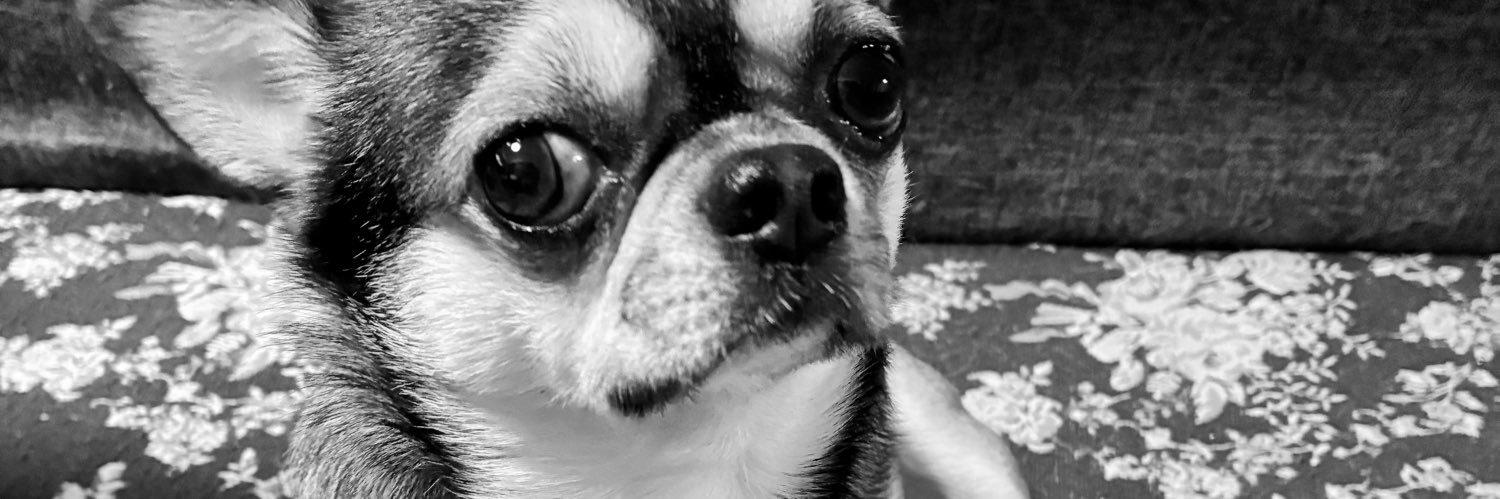 yappppppppppy's profile banner image