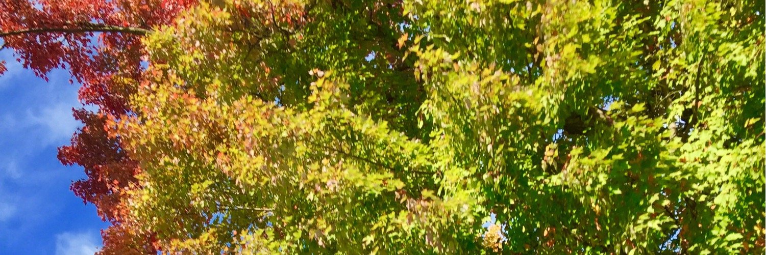 yallli banner