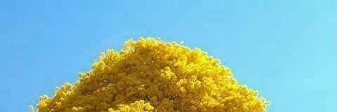 srmbassi's profile banner image