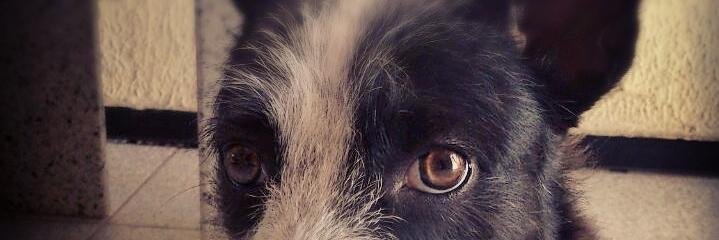 GabrielCartaxo's profile banner image