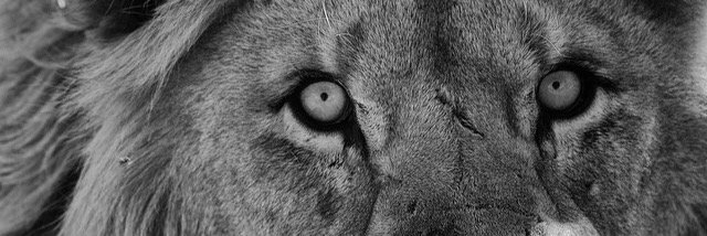 LaPrincessaGaby's profile banner image