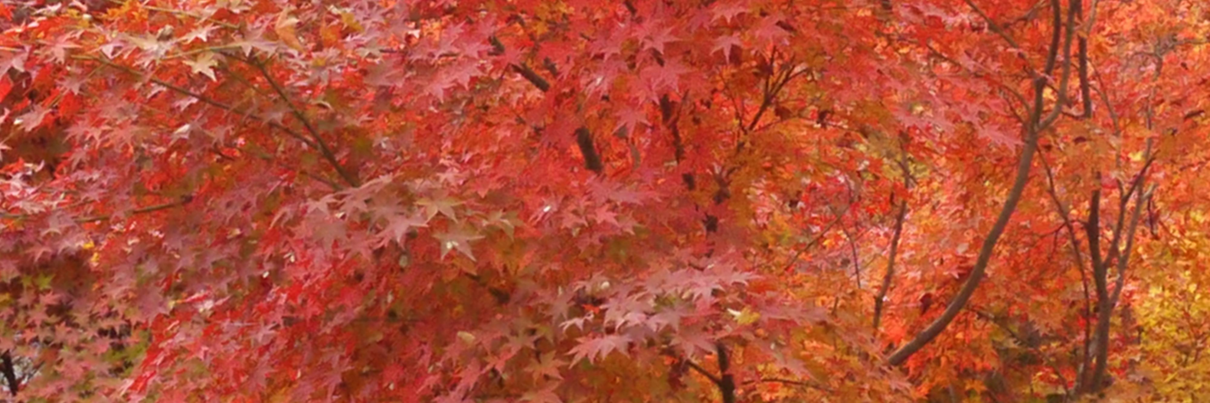 shintayau's profile banner image