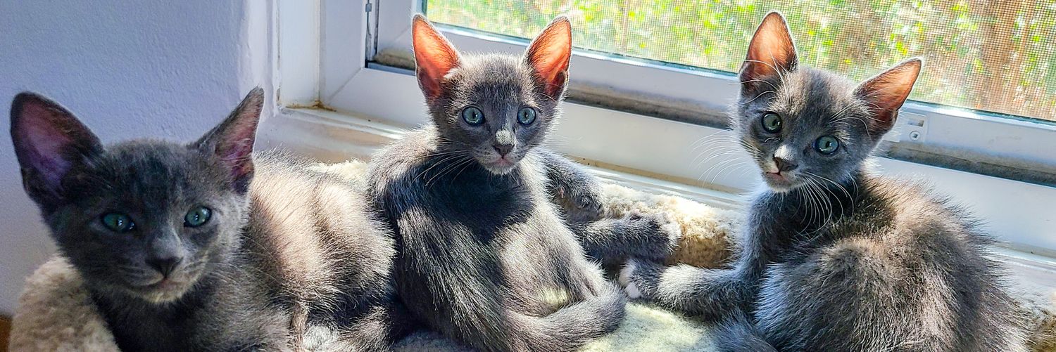 tinykittencoven's profile banner image