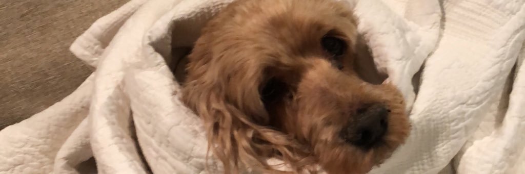 Broox (Trent grisham bunted) banner