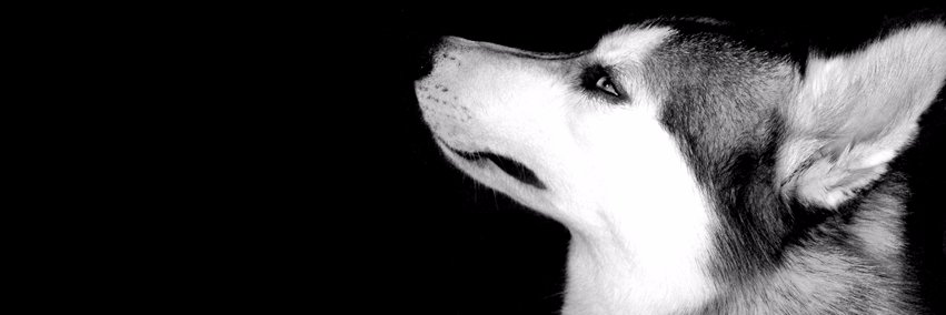 YuriEmidio's profile banner image