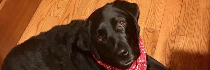 PrettyBrittyxox's profile banner image