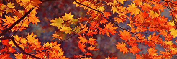 DI82589 Profile Banner