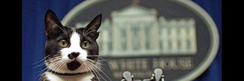 1AM CAT 💙 banner