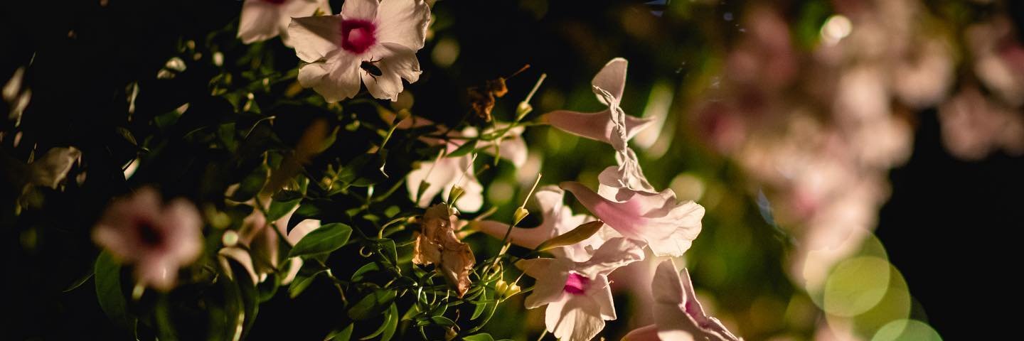 Extacy @ some future photoshoot banner