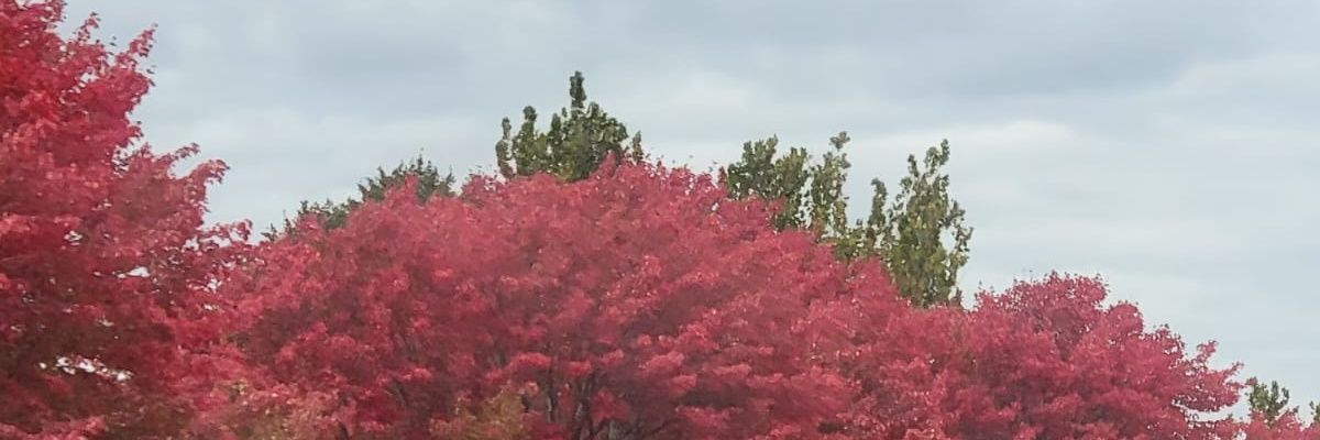 Odisseo↙️ banner