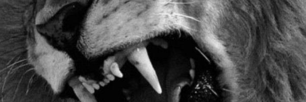 VClions Profile Banner