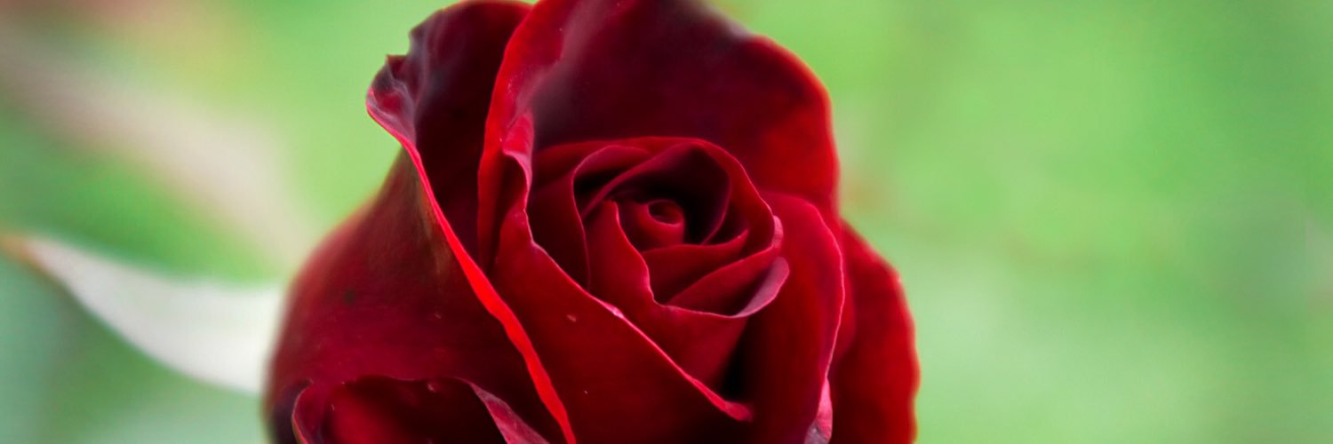 Renee_R3's profile banner image