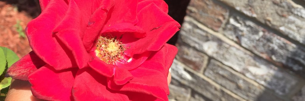 Sean C Wright banner