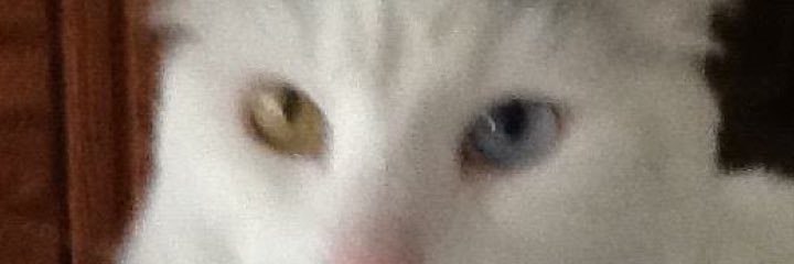 CaSurfLady's profile banner image