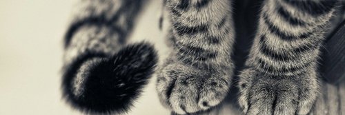 mugityoppa's profile banner image