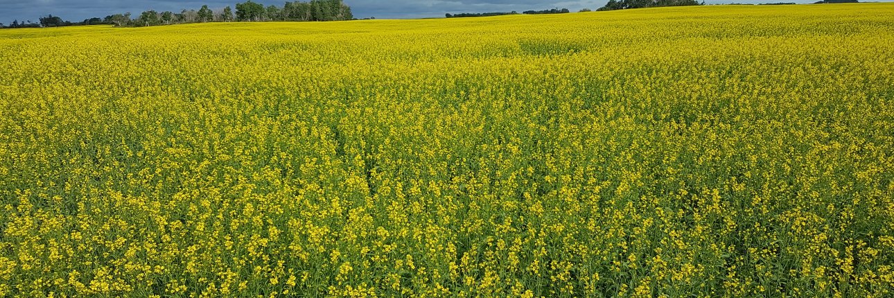 Clinton Monchuk banner