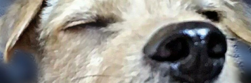 starlightcrow's profile banner image