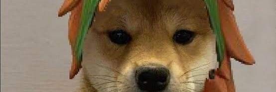 liniz_13's profile banner image