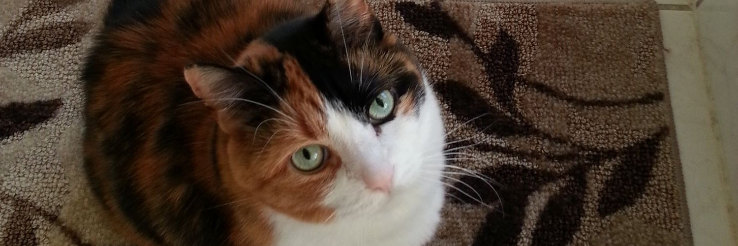 momsnotatwit's profile banner image