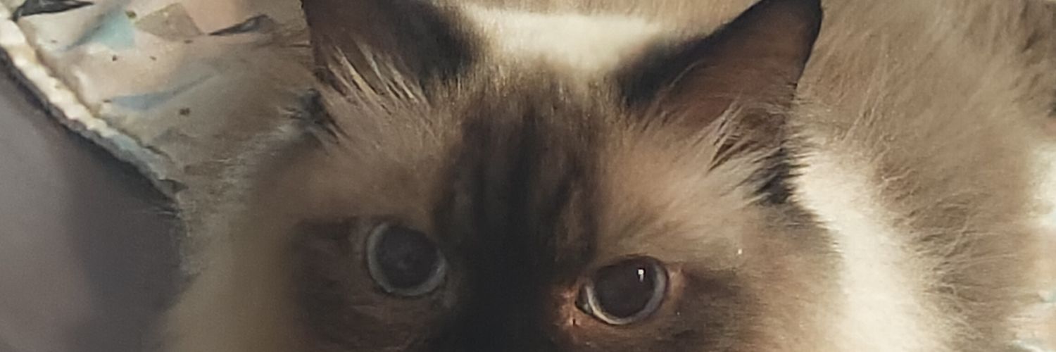 Wedari's profile banner image