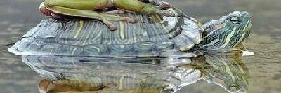 Veronica Decker banner