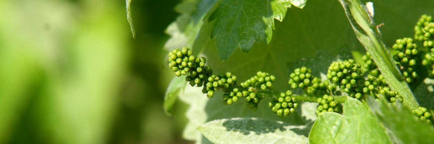 Giro del Gorner banner