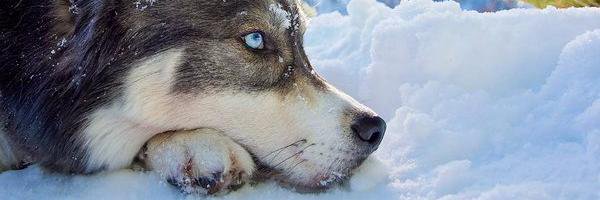 gorshtaq's profile banner image
