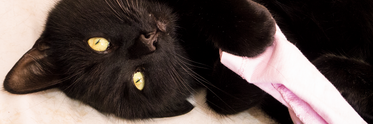CatThings1's profile banner image