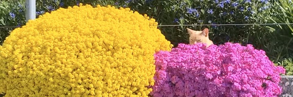 Christeneer's profile banner image