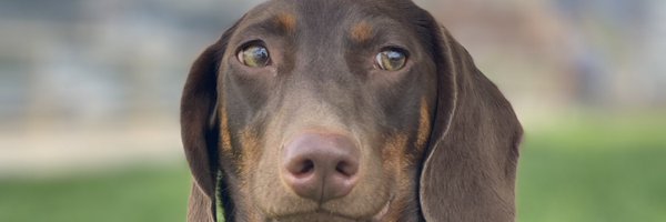 AndythePandy_ Profile Banner