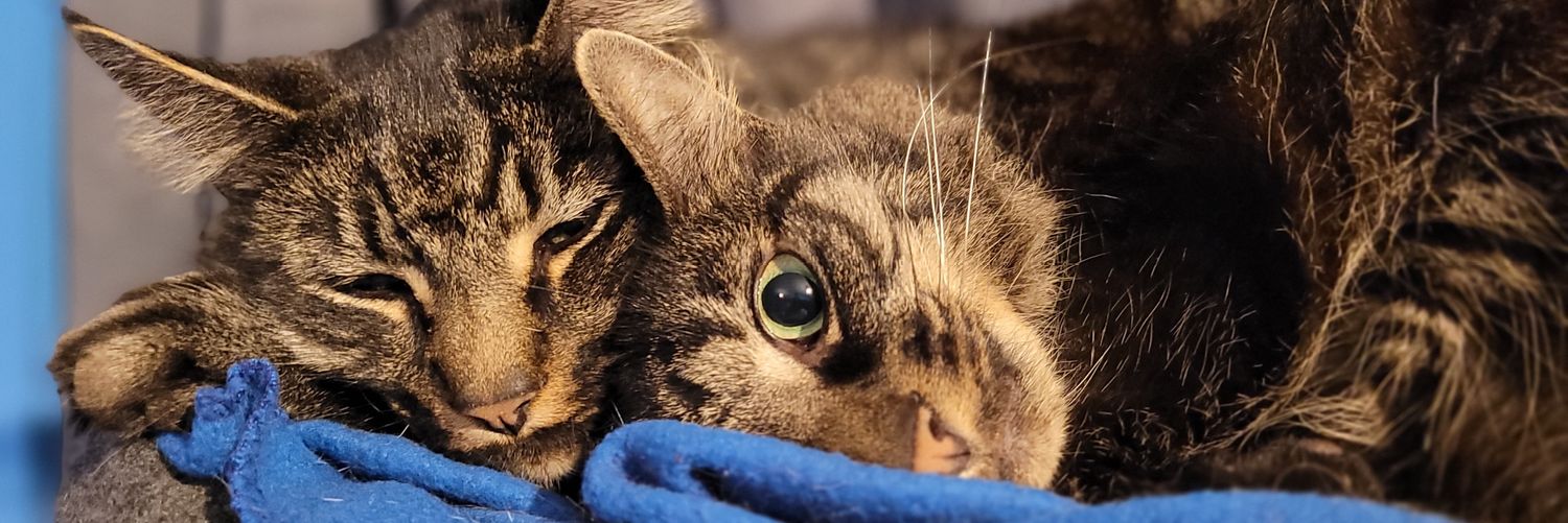 🎮 Jedders 🐀🎮🐈🐾 banner