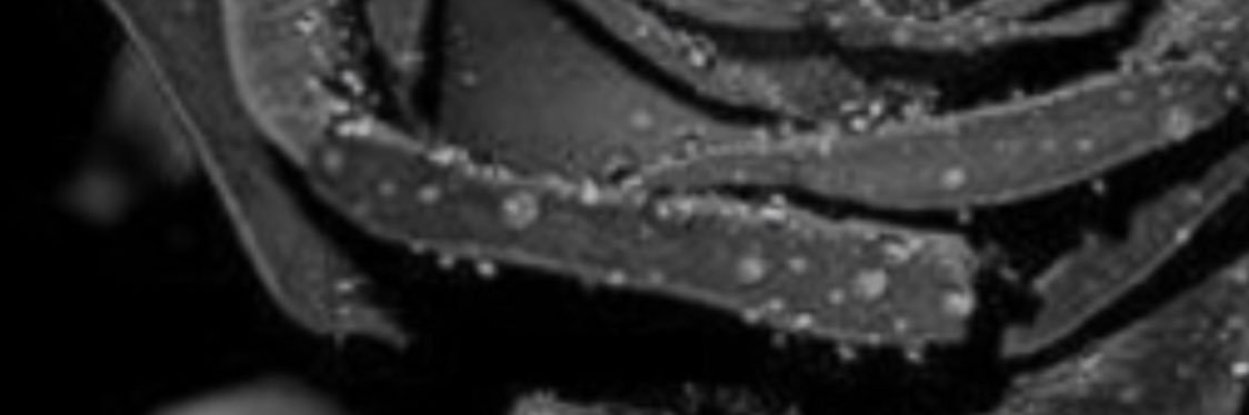 jonesing4real's profile banner image